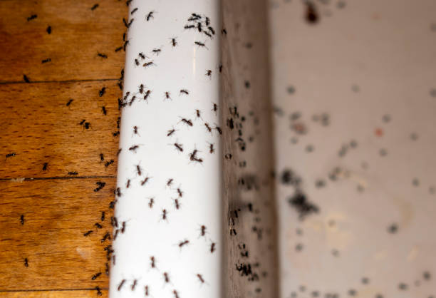 Best Affordable Pest Control Services  in Fort Atkinson, WI